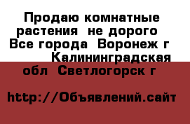 Продаю комнатные растения  не дорого - Все города, Воронеж г.  »    . Калининградская обл.,Светлогорск г.